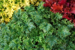 Heuchera 'Apple Crisp'
